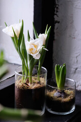 Beautiful composition with white tulip flowers in glass pot with moss. Blooming white tulips close up.