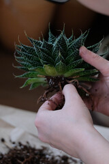 Green succulent plant transplant close up. Home plants gardening, floral concept with soil and roots close up photography. Green cacti plant in studio, flower shop.