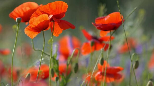 Zoom out shot of red poppy flowers swaying on the wind. Blooming fields of poppies, summer in full swing