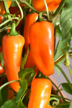 Snackpaprika