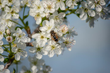 bee on a flower, tree