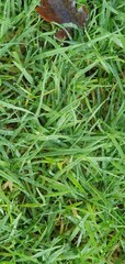 green grass background