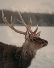 portrait of a cute red deer on a snowy winter forest background