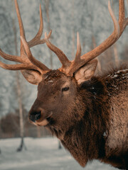 Obraz premium portrait of a cute red deer on a snowy winter forest background