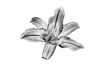 One silver lily flower white background isolated closeup top view, beautiful black and white single lilly flower, shiny gray metal floral design element, monochrome natural pattern, vintage decoration