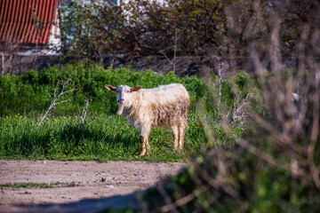 Fototapeta premium goat in the meadow