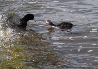 Eurasian coot (common coot, Fulica atra) brood feeding. Parent holding algae in beak with juvenile bird. Adult Australian coot and baby chick interaction. Motherhood, care and love concept