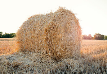 bale of wheat straw on the field