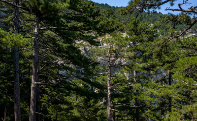 Pine trees on the rocks on the mountain slope of the South Coast of Crimea.