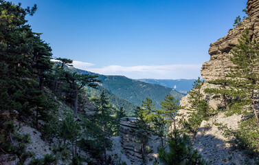 Pine trees on the rocks on the mountain slope of the South Coast of Crimea.