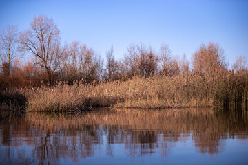 Fototapeta premium reed and rush reflected in the luster of the water at the edge of the lake. Phragmites australis plants during autumn season