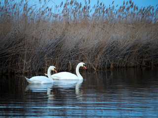 Two swans on a lake