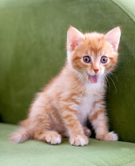 Surprised ginger little kitten sits on a green sofa and yawns