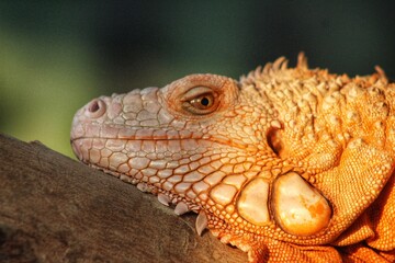 bearded dragon lizard