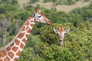 pair of giraffes in the wild