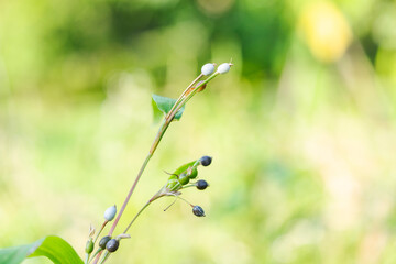 Job's tear plant in organic on blurred greenery background in garden using as background natural ,Job's tears ( coix lachryma-jobi ),Close-up Job's tears or (Coix lacryma-jobi)