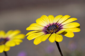 オステオスペルマム　Osteospermum