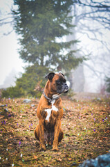 Boxer dog in the forest