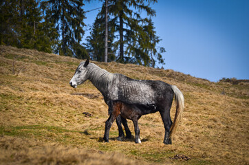 Horse feeding her foal in the meadow.