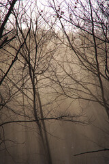 朝霧に包まれた幻想的な森。