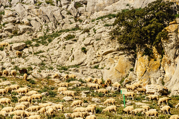 Sheeps grazing in spanish mountains.