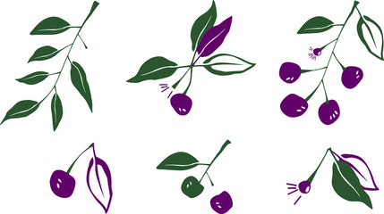 A set of cherry branches with berries and leaves. It can be used for printing, ornamentation, printing on products, dishes, clothing, and in illustrations.