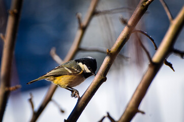 Great tit on the branch