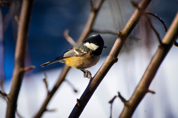 Great tit on a tree