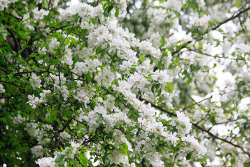 Blooming freshness vibrant romantic beautiful white flowers on the branch apple tree during the tulip traditional summer festival on the Elagin Park in Saint Petersburg