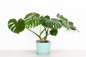 a green tropical monstera houseplant in a flower pot on a table against a white wall