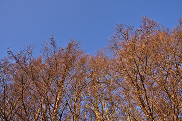 青空を背景にした葉の無いカラマツ林。