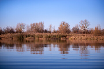 Obraz premium reed and rush reflected in the luster of the water at the edge of the lake. Phragmites australis plants during autumn season