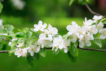 Blooming freshness vibrant romantic beautiful white flowers on the branch apple tree during the tulip traditional summer festival on the Elagin Park in Saint Petersburg