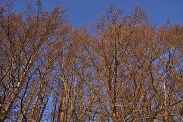 青空を背景にした葉の無いカラマツ林。