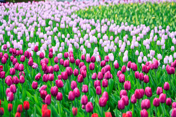 Blooming freshness vibrant romantic beautiful colorful tulips mixed sorts during the tulip traditional summer festival on the Elagin Park in Saint Petersburg