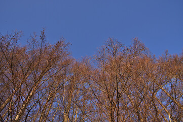 青空を背景にした葉の無いカラマツ林。