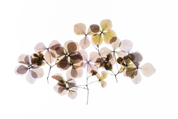 dry flowers on the white background