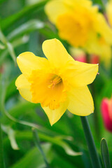 Fototapeta premium Blooming freshness vibrant romantic beautiful colorful white narcissus or daffodil mixed sorts during the tulip traditional summer festival on the Elagin Park in Saint Petersburg