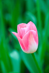 Blooming freshness vibrant romantic beautiful colorful tulips mixed sorts during the tulip traditional summer festival on the Elagin Park in Saint Petersburg