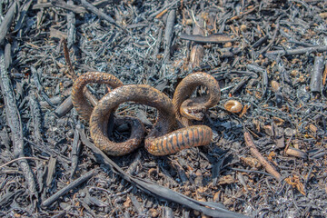 Snake dead