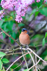 Small singing colorful bird finch sitting on the blooming freshness vibrant romantic beautiful colorful branch lilac during the tulip traditional summer festival on the Elagin Park in Saint Petersburg