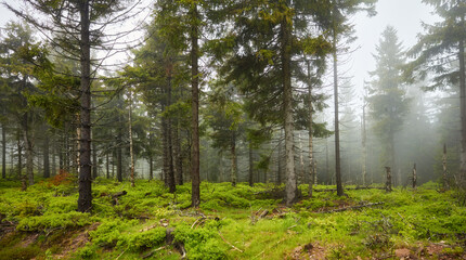 Dark forest in a rainy, foggy day.
