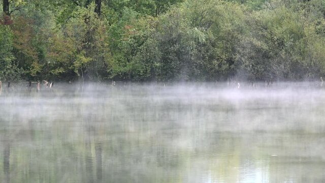 LD Mist rolling across the lake surface