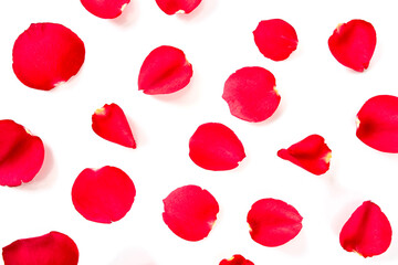 red rose petals isolated on white background