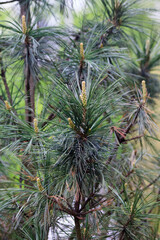 Growing young blue pine or fir with branched thorny fluffy branches, awakened buds and fresh sprouts during the traditional summer tulip festival in Elagin Park in St. Petersburg