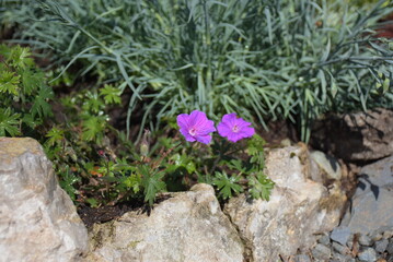 Storchschnabel 'Rozane'