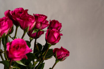 dark pink roses on a gray background