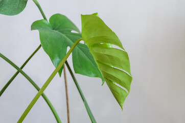 Young sprout of monstera flower leaf