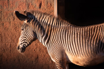Una cebra en el zoo