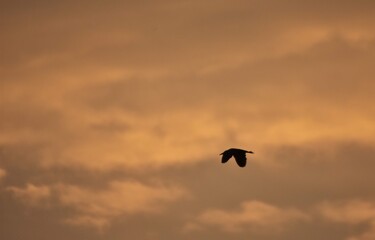 silhouettes of wild ducks flying in the colorful sky at sunset. Anas platyrhynchos birds on the sky